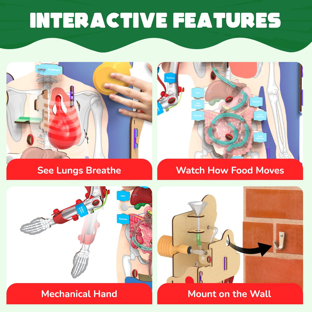 Smartivity Interactive Human Body Model for Kids 8-14 Years I  Birthday/Christmas Gift for Boys & Girls