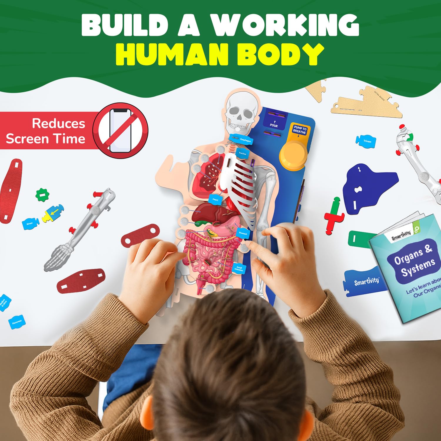 Smartivity Interactive Human Body Model for Kids 8-14 Years I  Birthday/Christmas Gift for Boys & Girls
